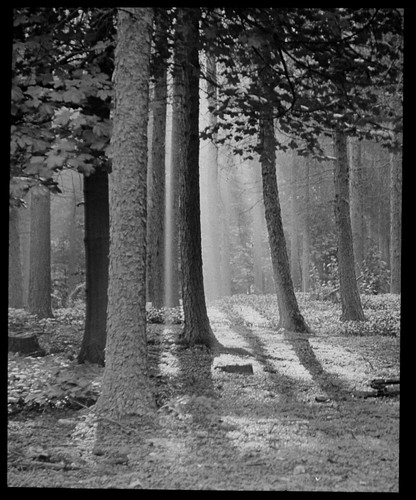 August morn no2 - morn, tree